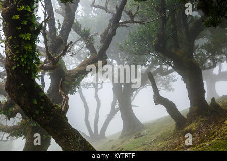 Ancient laurel forest in mountain mist, Fanal, Madeira Stock Photo