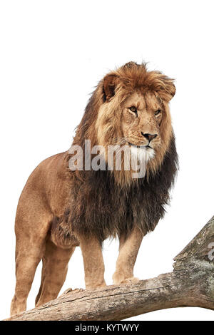 Male Lion standing on a tree trunk isolated on a white background Stock Photo