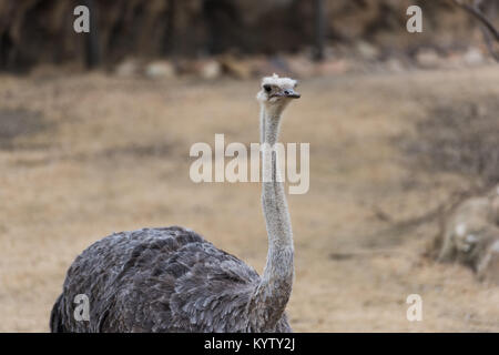 Ostrich Stock Photo