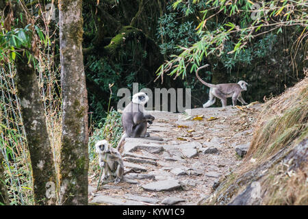 Grey Langurs in the Jungle in Annapurna Conservation Area, Nepal Stock Photo