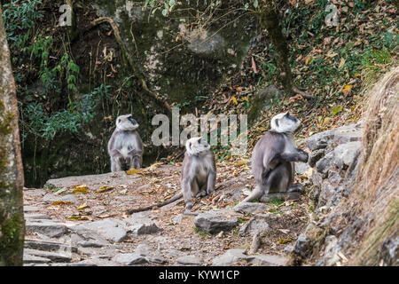 Grey Langurs in the Jungle in Annapurna Conservation Area, Nepal Stock Photo