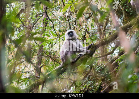 Grey Langurs in the Jungle in Annapurna Conservation Area, Nepal Stock Photo