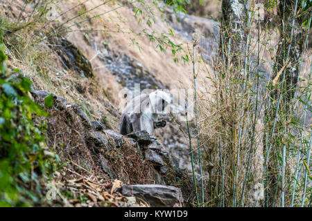 Grey Langurs in the Jungle in Annapurna Conservation Area, Nepal Stock Photo