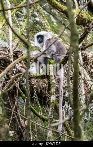 Grey Langurs in the Jungle in Annapurna Conservation Area, Nepal Stock Photo