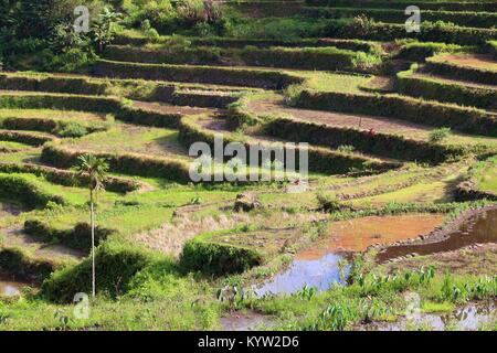 Philippines rice terraces - rice cultivation in Batad village (Banaue area). Stock Photo
