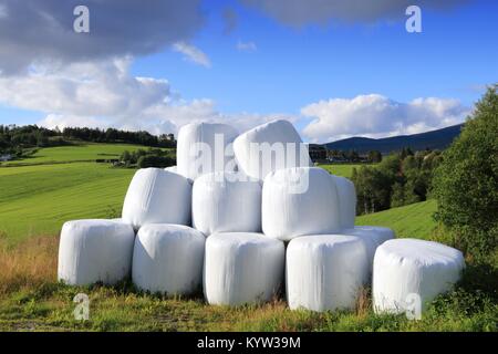 Hay bales packed in white plastic in Norway. Agricultural area in the region of Oppland. Stock Photo