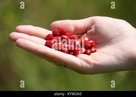 Hand picked wild strawberries in Norway. Organic fruit from the forest. Stock Photo