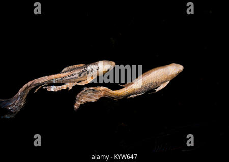Koi fish swimming in pond Stock Photo