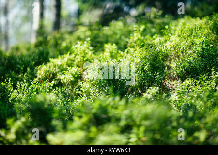 Green bushes in the forest, close-up. Dense thickets of living plants in wild. Picturesque greenery, foreground in focus. Nature background Stock Photo