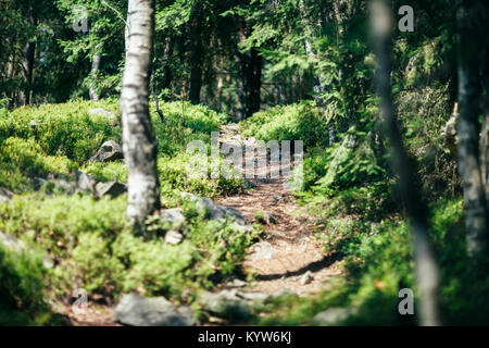 Path with stones between the bushes in the forest, close-up. Stony road in the wood among greenery. Piece of wild nature, scenic landscape. Nature bac Stock Photo