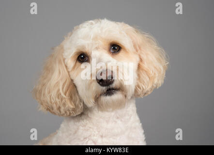 Cavapoochon - triple-cross breed between a Cavalier King Charles, Bichon Frise and Toy Poodle, male, 3 years old. Stock Photo