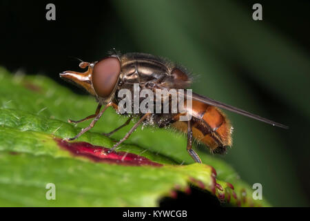 Snout-nosed Hoverfly (Rhingia campestris) resting on a bramble leaf. Thurles, Tipperary, Ireland Stock Photo