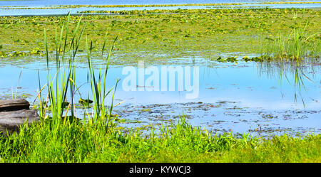 Calm serene waters of Lake Terrell in the beautiful Pacific Northwest city of Ferndale, Washington, USA.  Lake Terrell is a man made lake with marshes Stock Photo