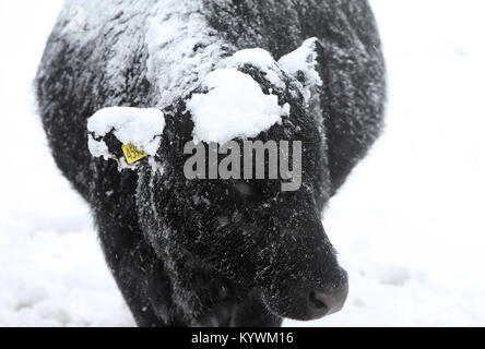 Belfast, Northern Ireland, UK. 16th Jan, 2018. Animals brave the winter conditions on the hills around Belfast, Northern Ireland, Tuesday Jan 16, 2018. Sleet and snow have made driving conditions difficult in many parts of Northern Ireland and a number of schools have shut due to the weather. The Northern Ireland Ambulance Service said its crews had attended 10 crashes by 10:30 GMT and asked motorists to pay attention to weather forecasts. The Met Office has upgraded its warning for snow and ice from yellow to amber.Photo/Paul McErlane Credit: Irish Eye/Ģ����ý Live News Stock Photo
