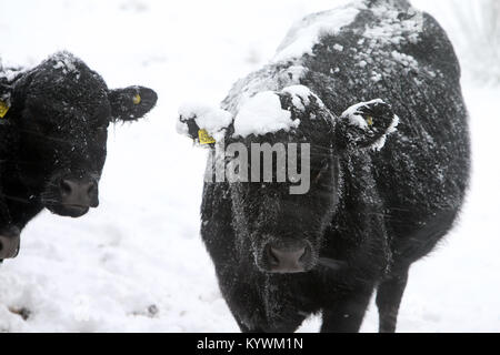 Belfast, Northern Ireland, UK. 16th Jan, 2018. Animals brave the winter conditions on the hills around Belfast, Northern Ireland, Tuesday Jan 16, 2018. Sleet and snow have made driving conditions difficult in many parts of Northern Ireland and a number of schools have shut due to the weather. The Northern Ireland Ambulance Service said its crews had attended 10 crashes by 10:30 GMT and asked motorists to pay attention to weather forecasts. The Met Office has upgraded its warning for snow and ice from yellow to amber.Photo/Paul McErlane Credit: Irish Eye/Ģ����ý Live News Stock Photo