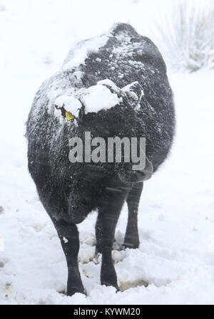 Belfast, Northern Ireland, UK. 16th Jan, 2018. Animals brave the winter conditions on the hills around Belfast, Northern Ireland, Tuesday Jan 16, 2018. Sleet and snow have made driving conditions difficult in many parts of Northern Ireland and a number of schools have shut due to the weather. The Northern Ireland Ambulance Service said its crews had attended 10 crashes by 10:30 GMT and asked motorists to pay attention to weather forecasts. The Met Office has upgraded its warning for snow and ice from yellow to amber.Photo/Paul McErlane Credit: Irish Eye/Ģ����ý Live News Stock Photo
