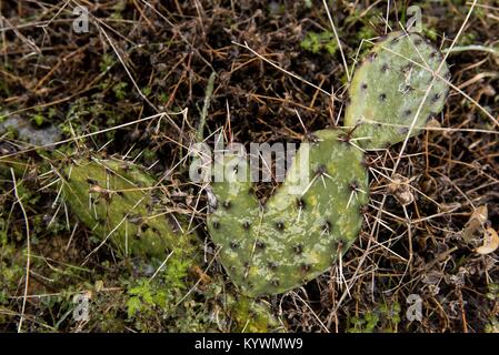 Austin, Texas, USA. 16th Jan, 2018. Cactus in Austin, Texas freeze solid in the latest Texas cold front on January 16, 2018. Credit: Deleigh Hermes/ZUMA Wire/Alamy Live News Stock Photo