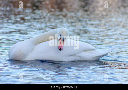 Glasgow, Scotland, UK. 17th January 2018. UK Weather: A mute swan, Cygnus Olor, preening its feathers in a very cold pond. After the Met Office issues a yellow weather warning a thick blanket of snow covers the city of Glasgow. Credit: Skully/Ģ����ý Live News Stock Photo