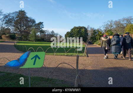 RHS Wisley, Surrey, UK. 17 January 2018. On a bitterly cold January day more than 50 colourful species of tropical butterflies fly freely through the Tropical Zone of the large Glasshouse at Wisley in the midst of UK winter, in a colourful display until 4 March 2018. Credit: Malcolm Park/Alamy Live News. Stock Photo