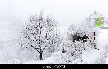 village of Tosh in Himachal pradesh, India entirely covered in snow after a massive snow fall in febraury cold winter. single leafless apple tree Stock Photo