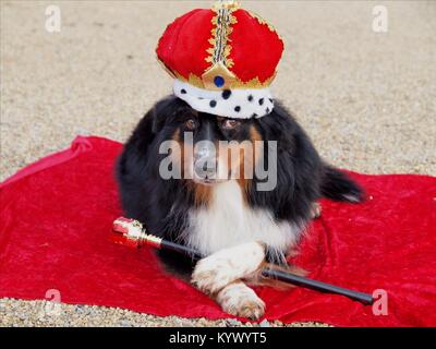 Cute Bernese Mountain dog dressed as a king with a crown hat and a scepter on a red velvet blanket Stock Photo