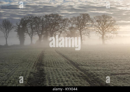 Sunrise on a cold frosty morning with a mist on the ground. Stock Photo