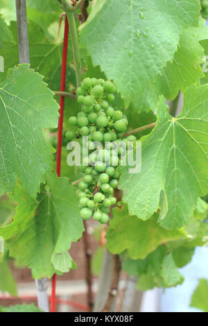 Young grapes growing on grapevines Stock Photo