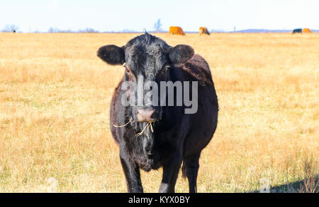 Black Angus cow with mouth full of grass looking at camera - in golden field with black and red cows small in the background Stock Photo