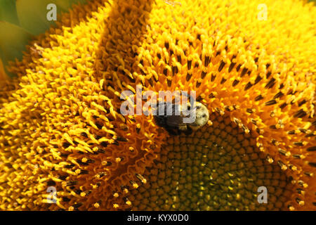 Bee feeding  on Sunflower - closeup on center and bee Stock Photo