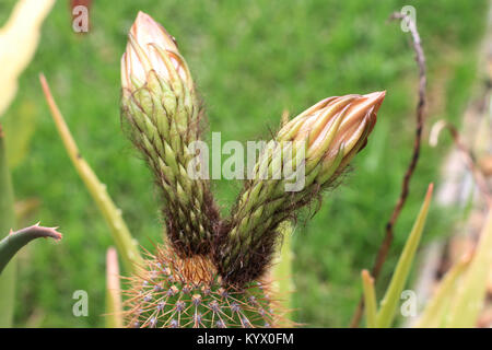 Close up shot of Echinopsis spachiana Cactus with flowers Stock Photo
