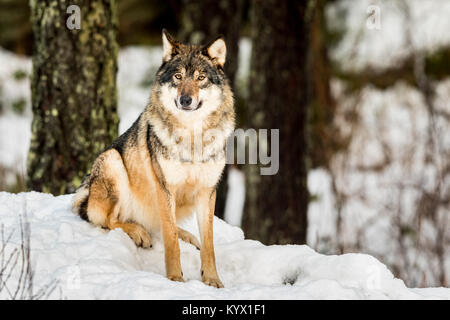 Gray wolf, Canis lupus, sitting and looking in camera with snow and forest in the background. Captive animals in Dyreparken, Kristiansand, Norway Stock Photo