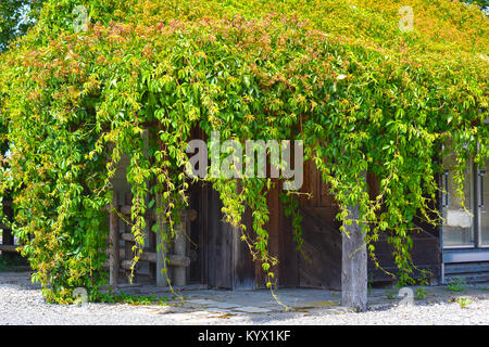 An overgrowth of green vines over the gift shop at a farm in Bellingham, Washington, USA.  Selective focus on the vines. Stock Photo