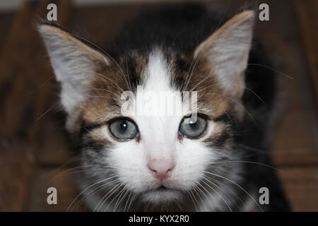 Kitten stearing at the camera, sitting on a wooden box Stock Photo