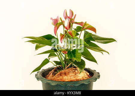 beautiful anthurian with vase, isolated white background Stock Photo