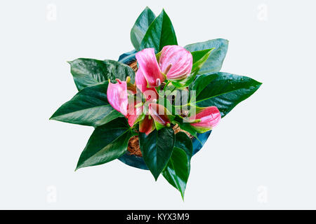 top view of anthurian, isolated white background Stock Photo