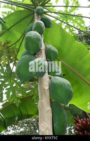 Coconuts on palm tree, Spice Farm, Zanzibar, Tanzania. Stock Photo