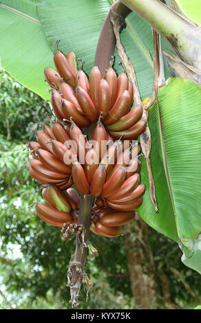 Red dacca bananas (Musa acuminata) growing on tree, Spice farm, Zanzibar, Tanzania. Stock Photo