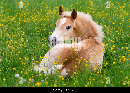 Cute Haflinger horse foal resting in a flowering meadow with buttercup flowers, the chestnut horse breed with blond flaxen mane also called avelignese Stock Photo