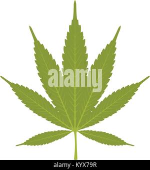 Leaf of marijuana - cannabis on white background Stock Vector
