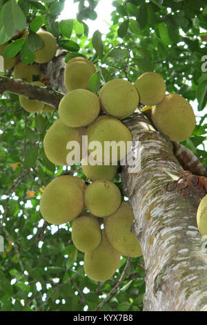 Jackfruit (Artocarpus heterophyllus), Zanzibar, Tanzania Stock Photo