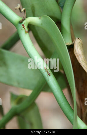 Vanilla plant with red ants on it, Zanzibar, Tanzania. Stock Photo