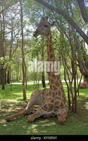 Giraffe laying on lawn in park, (Giraffa Camelopardalis), near Victoria Falls, Zimbabwe. Stock Photo