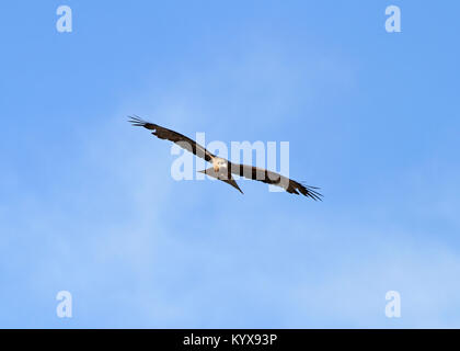 yellow-billed kite, (Milvus aegyptius), Victoria Falls Private Game Reserve, Zimbabwe. Stock Photo