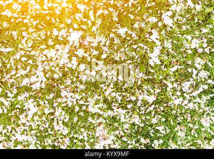 Pink cherry petals on grass with yellow sun beam from the corner. Can be used as texture Stock Photo