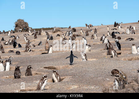 a colony Magellanic penguins in natural environment in wide openspace, Punta Tombo, Argentina Stock Photo