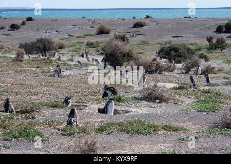 a colony Magellanic penguins in natural environment in wide openspace, Punta Tombo, Argentina Stock Photo