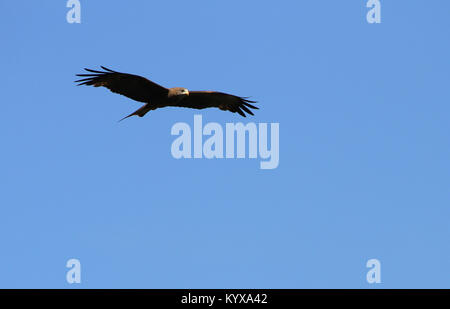 Yellow-billed kite, (Milvus aegyptius), Victoria Falls Private Game Reserve, Zimbabwe. Stock Photo