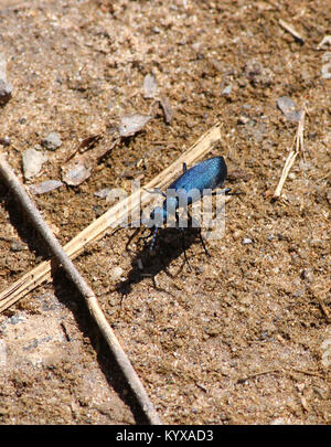 Metallic blue blister beetle, Victoria Falls Private Game Reserve, Zimbabwe. Stock Photo