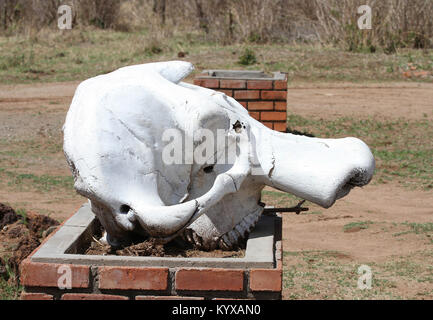 Upper jaw of elephant displayed on brick block at Victoria Falls Private Game Reserve, Zimbabwe. Stock Photo