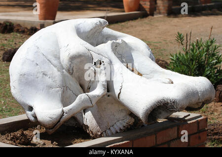 Upper jaw of elephant displayed on brick block at Victoria Falls Private Game Reserve, Zimbabwe. Stock Photo